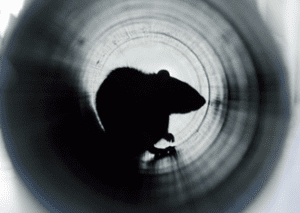rodent hiding in the interior of a pipe